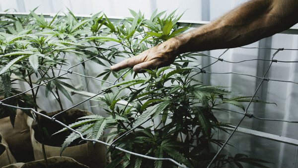 Professional Cannabis Photographer Kristen Angelo Follows Her Passion
