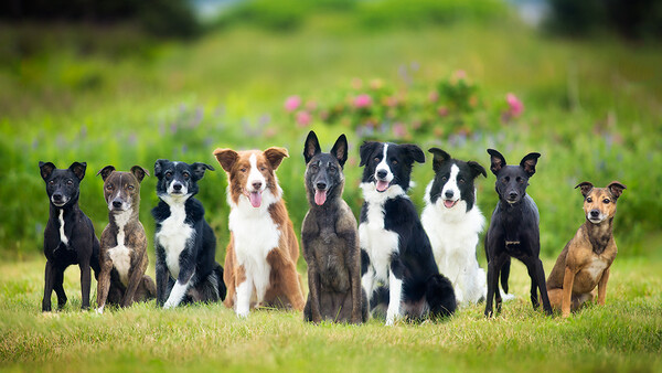 nine dogs in grassy field