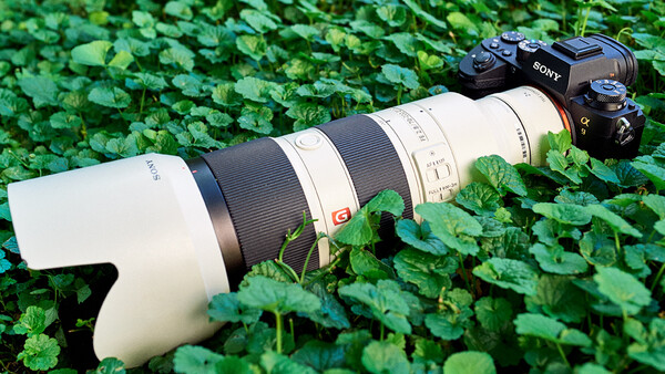 A Trip to the Woods: Wildlife and Bird Photography With the Sony a9 Mirrorless Camera