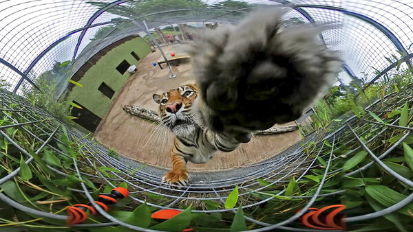Tiger Chews on 360-Degree Camera While It Records