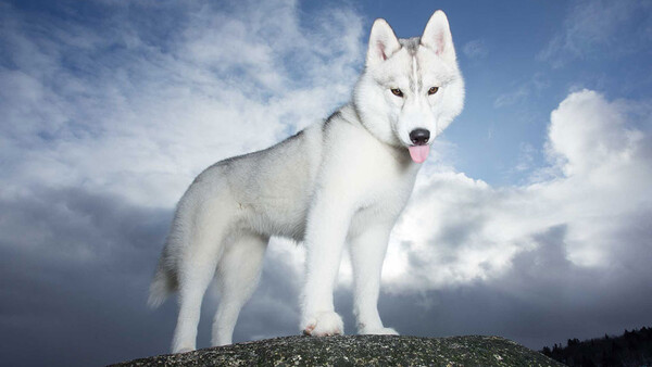 husky standing on rock beneath cloudy sky