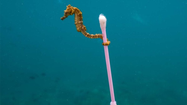 The Beautiful but Heartbreaking Photo That Illustrates Our Marine Crisis
