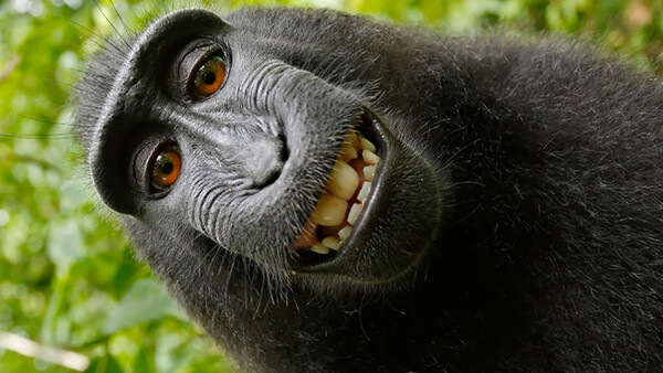 Settlement Reached in the Case Between Photographer and Narcissistic Macaque 