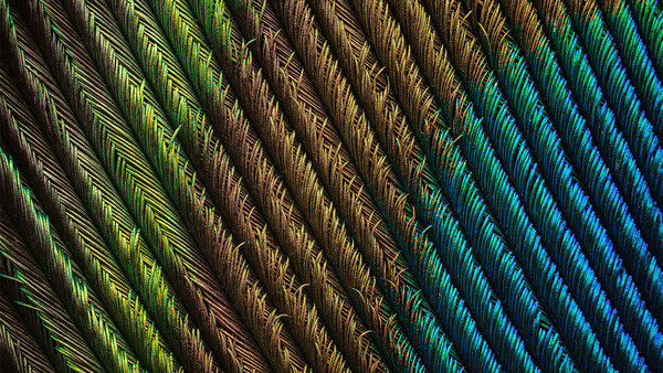 A Closer Look at a Super-Macro Project: Peacock Feather