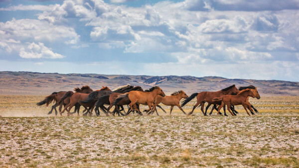 Filming a Documentary in the Mongolian Wilderness for Three Weeks