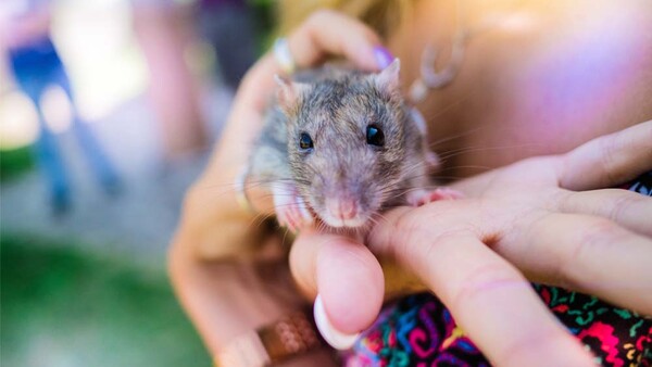 Photographer Documents the First Time Lab Rats and Mice Are Released Outdoors
