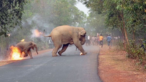 Photo of Burning Baby Elephant Wins Wildlife Photo Contest