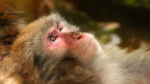 Shutterstock Bans All 'Unnatural' Photos of Apes and Monkeys After PETA Request