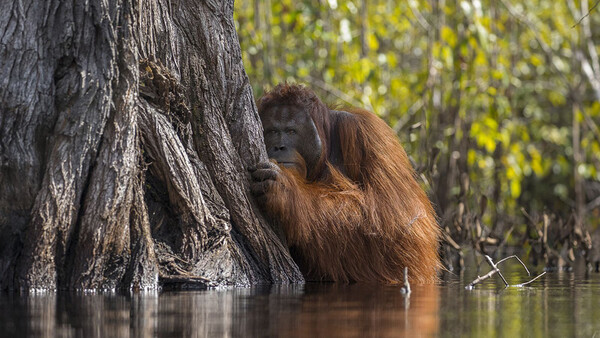 National Geographic’s Nature Photographer of the Year