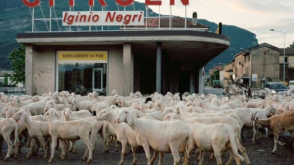 Urban Shepherds and Medium-Format Film: The Photography of Stefano Carnelli