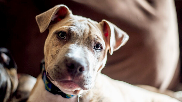 How Minimal Skill and Effort Can Have a Huge Impact on Foster Dog Adoption Rates