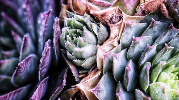 Fstoppers Reviews the Fujifilm XF 80mm Macro Lens