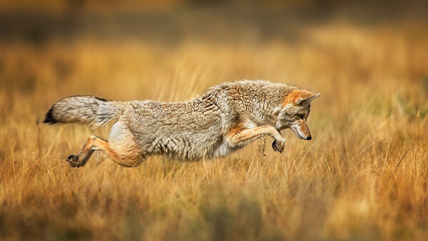 Interested in Learning Wildlife Photography? Read This E-Book