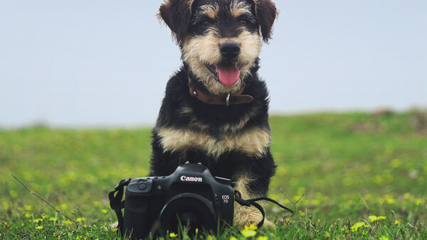 Canon: Top Dog or Underdog?