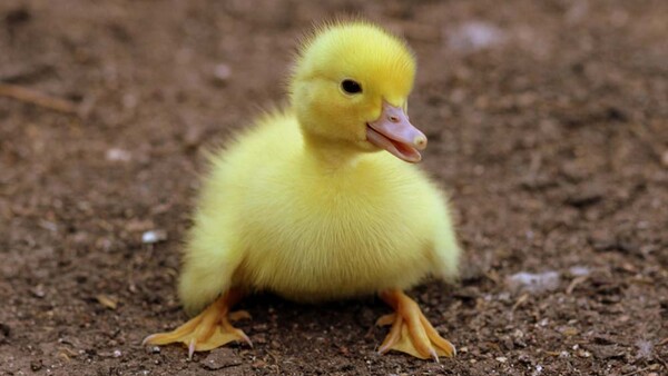 Photographer Receiving Death Threats Over Viral Portraits of Mishandled Ducklings and Bunnies
