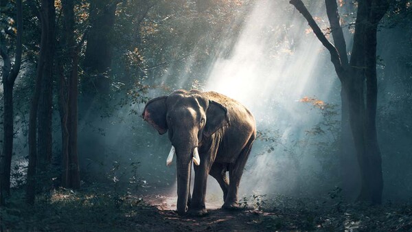 Photographer Pulls Elephant Skin Bags From Retail After Public Backlash