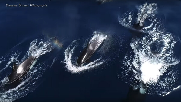 Photographer Captures Rare Drone Footage of Killer Whales off the California Coast