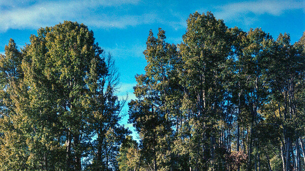 Tips on Traveling with Film: Don't Be Naive, X-Ray Scanning Kills Film