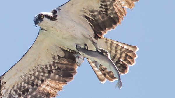 Photographer Captures Food Chain in 'One in a Trillion Shot'