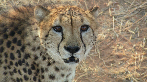 Terrifying Video of Family Stalked by Cheetahs Shows Why You Should Respect Wild Animals When Photographing Them