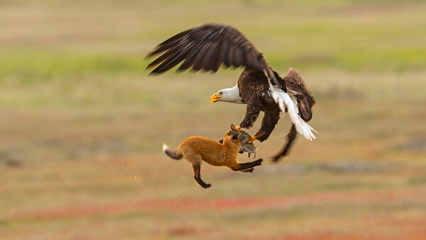 Eagle Battles Fox in Midair During 'Dramatic Act of Thievery'