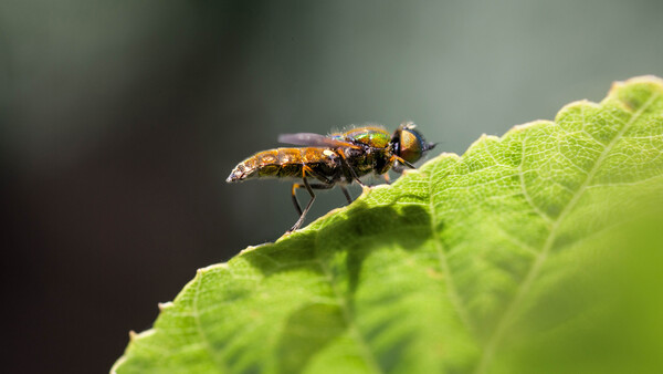 Ten Reasons Why All Photographers Should Learn to Shoot Macro