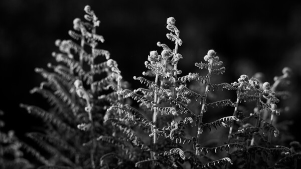 Three Ideas for Creating Different Landscape and Nature Photographs 