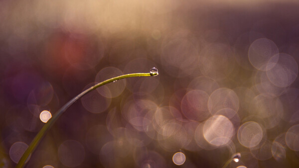 Top 10 WeeklyFstop Photos: Grow