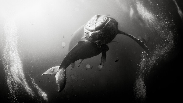 The Captivating Black and White Underwater Photography of Anuar Patjane Floriuk