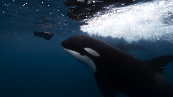 Stunning Orca Whale Video Reveals Unusual Predatory Behavior
