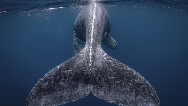 National Geographic Announces 2018 Travel Photographer of the Year