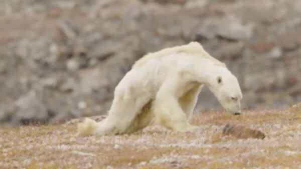 National Geographic Admits Polar Bear Video's Link to Climate Change Got 'Out of Hand'