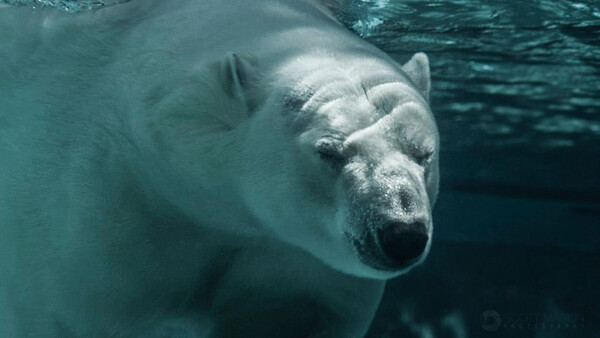 Photographer Has Standoff With Polar Bear While on Shoot