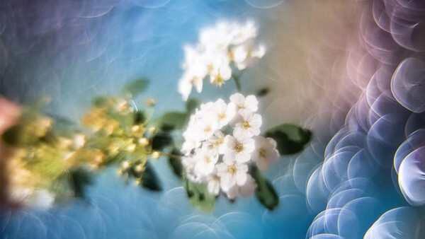 See the ‘Magic Bokeh’ Results of Reversing an Element Inside a Vintage Lens
