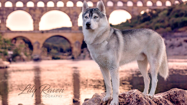 Pet Photography Tips From a Successful Dog Photographer