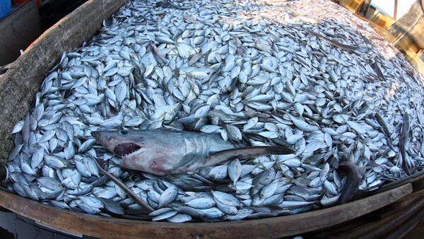 Photographer Shares Shocking Images Commercial Fishermen Don't Want You to See