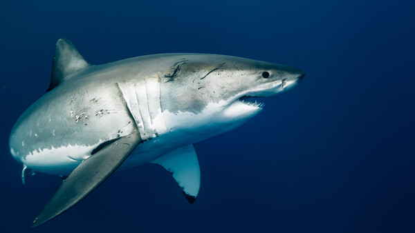 Nine Tips for Photographing Great White Sharks