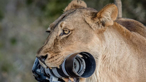 Lioness Steals Wildlife Photographer’s Camera, Cubs Use It as a Toy