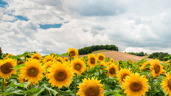 How a 'Zombie Apocalypse' of Selfie-Takers Turned a Sunflower Farm Into Pure Mayhem
