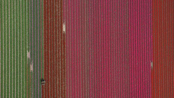 This Surreal Aerial Photo Series Features Tulip Fields in Holland