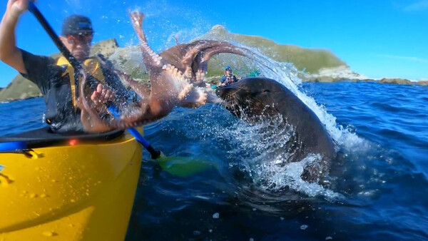 Kayaker Slapped in Face by an Octopus-Wielding Seal