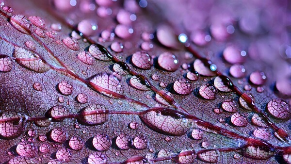 Winners Announced for Nikon's Small World Microscopic Photo Competition