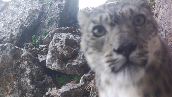 Elusive Snow Leopard Shoots Purrfect Selfies