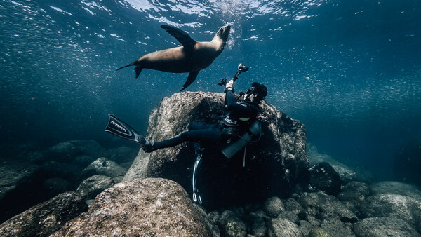 What to Expect When Photographing Sea Lions Underwater
