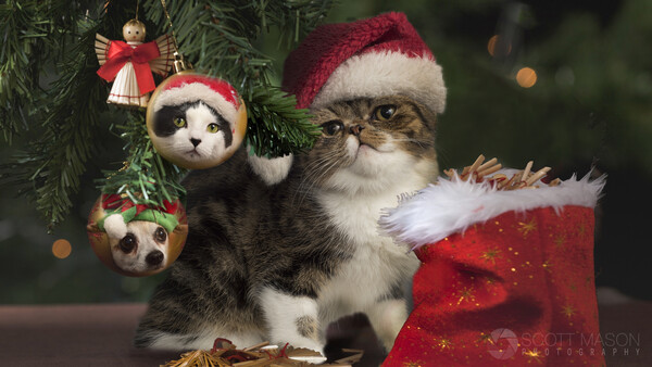 Unique Holiday Gift Idea: Photograph Your Own Pet Calendar