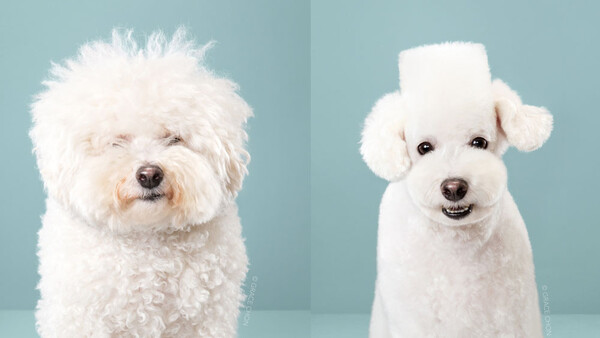 Photo Series Shows Before and After Dogs Receive Japanese Grooming Makeovers