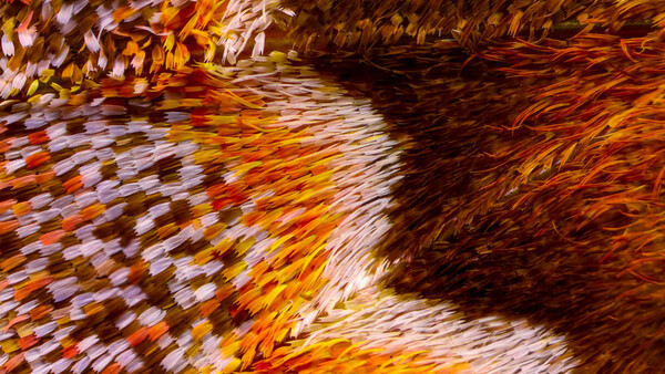 Abstract and Extreme: Close-Up Photographs of Butterfly Wings Made From Thousands of Images