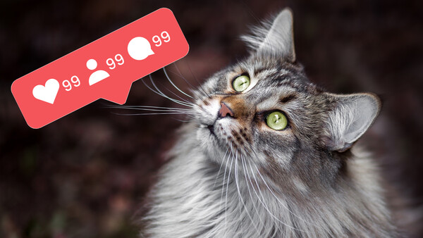 How to Find Your Top Nine Instagram Photos of the Year and Why It's Useful