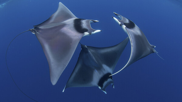 Ocean Art Competition Winners Highlight the Beauty of Our Oceans