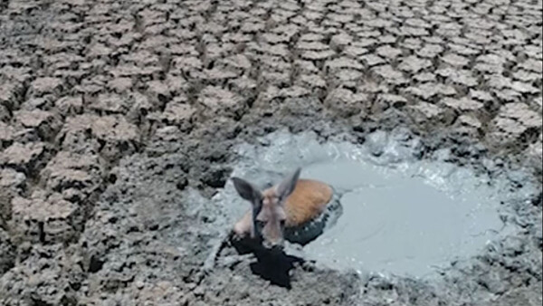 Photographer Reignites Debate of Morals in Documentary Photography With Footage of Animals Stuck in Mud